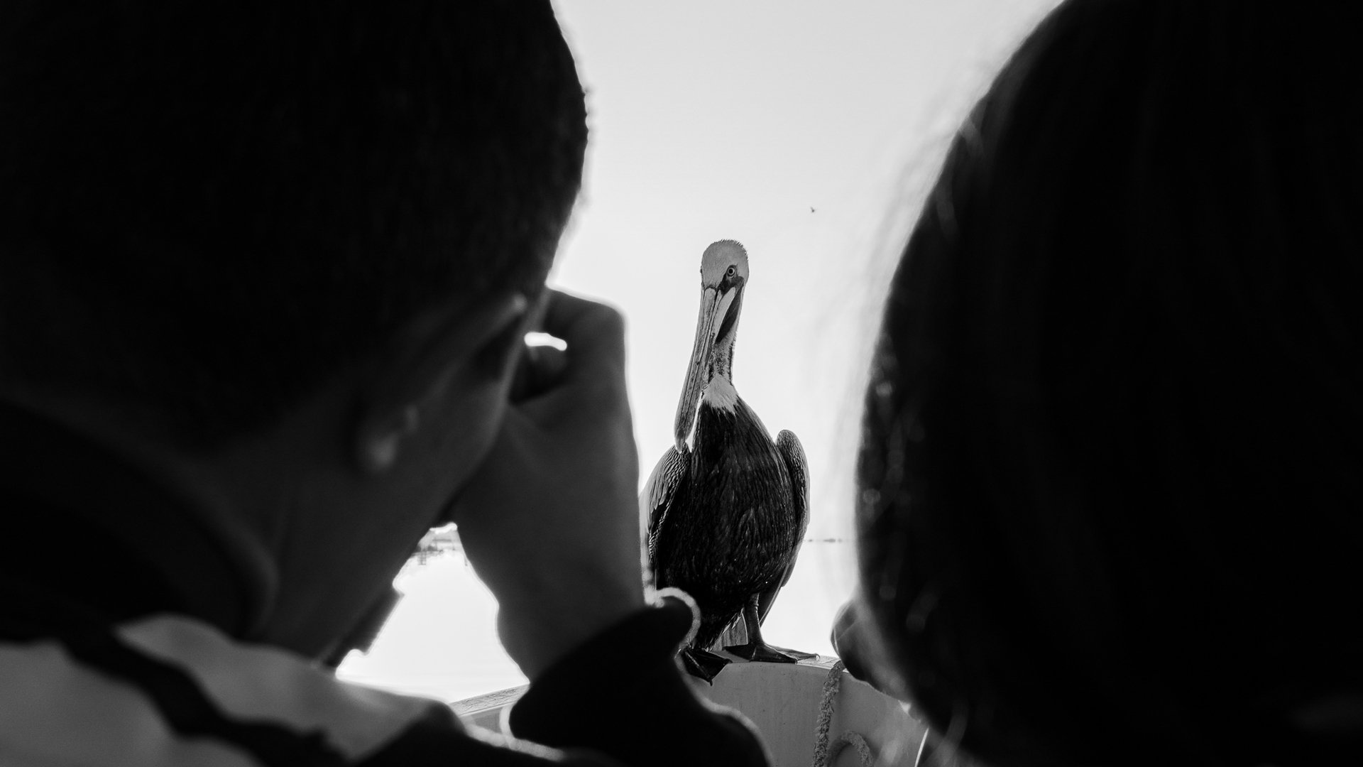 Pelican got on our boat and looked down at us like saying 'What? Ain't you gonna feed me?'